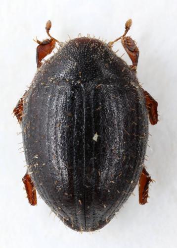Réf. 215 374 : Curimopsis sp.